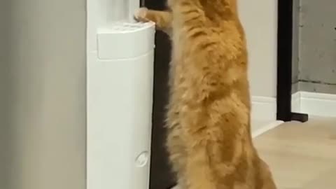 funny cat videos drink in dispenser (9)