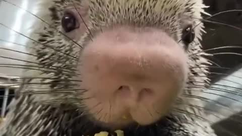 Baby porcupine enjoying a snack