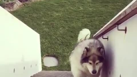 A dog that loves to climb stairs.