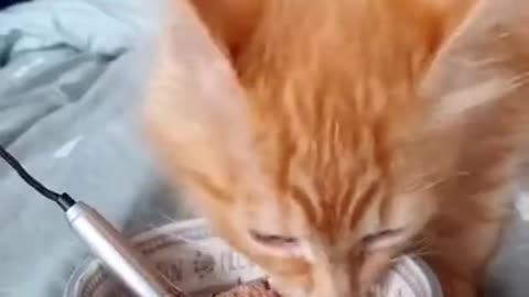 Gatito comiendo con microfono