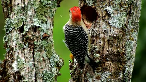 Woodpecker Bird Red head Animal