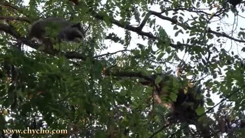 Raccoon Fight Club