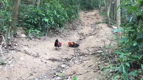 Trapping Red jungle Fowl - Wild Chicken