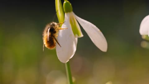 b roll flower with bee