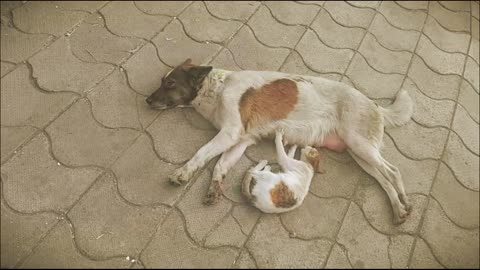 Cat and Dog Love Each Other 2022