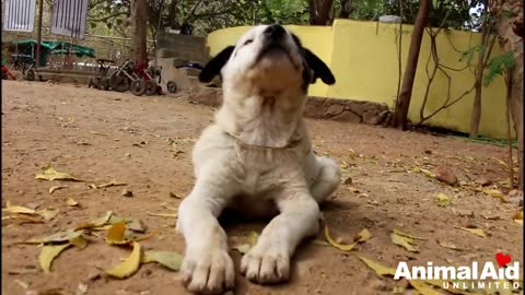 The mother dog groaned in pain because of the injured baby. The sweetest reunion!