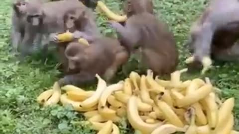 Cute baby animals Videos Compilation cute moment of the animals - Cutest Animals #13