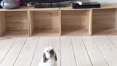 Cute And Funny Rabbits - Adorable!
