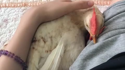 How good a chicken can be as a pet!