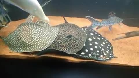 beautiful stingrays