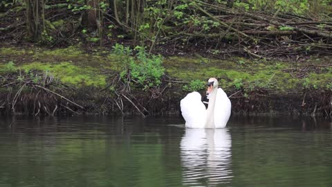 beauriful swan swimming .