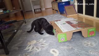 Black cat playing with white cat under tomato box