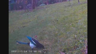 A german magpie seeks insects in a meadow - Video November 2021