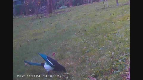 A german magpie seeks insects in a meadow - Video November 2021