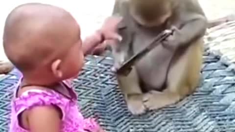 Monkey Funny Video