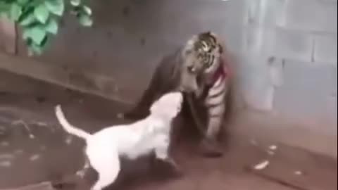 Pitbull vs Tiger