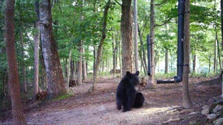 The Woods - 08/06/2021 Bear