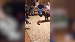 Great Dane Is Scared To Death Of Tiny Chihuahua