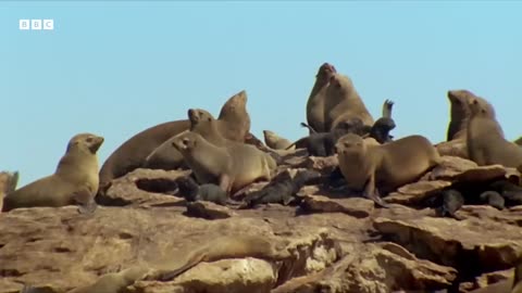 Hungry Hyenas Threaten Seals | Natural World Mothers and Babies | BBC Earth