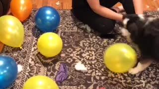 Con popping balloons