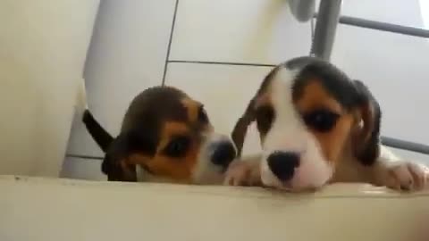 CACHORROS BEAGLES LLORANDO