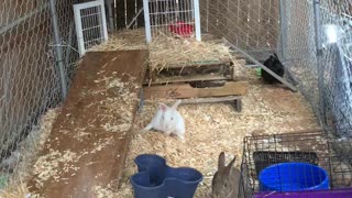 Bunny colony in Denver Colorado