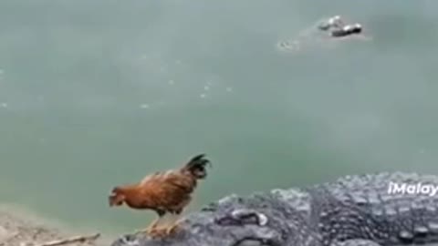 a chicken standing on a crocodile without knowing it was a crocodile