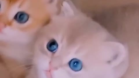 Cute Cat