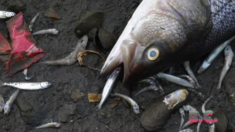 Thousands of dead fish wash up in Oakland lake to create a putrid mess