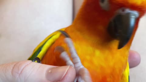 Dirty parrot can't stop diving under a skirt