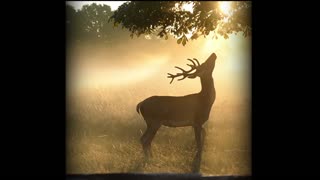 Young Stag Enjoys a Misty Summer Dawn