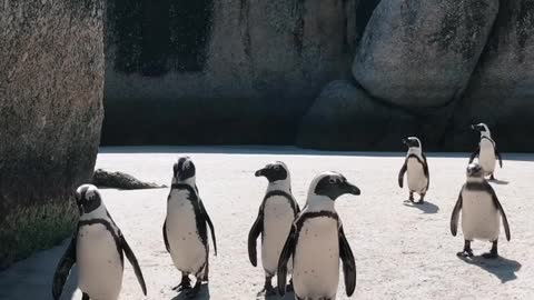 Penguin Family