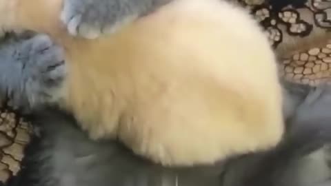 Cute Cate video