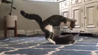 2 legged cat, duking it out with a kitten, very cute.