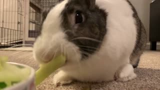 Rosa The Rabbit- Munching