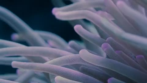 Video of a Clownfish and Sea Anemone