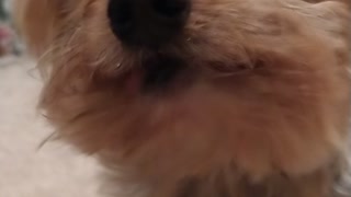 Small dog is asked if it wants a treat and happily eats carrot