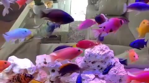 i dont know what name this fish