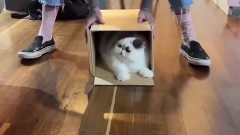 funny and Cute Cats Videos #27