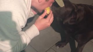 Brown dog eating and sharing corn with owner