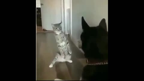 Badass cat