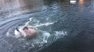 Territorial Swan Goes After Man Swimming