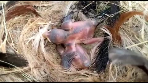 after hatching hen feeding her aseel chicks 2020 | hen with chicks |mother hen feeding chicks 2020