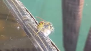 bee attacking moth