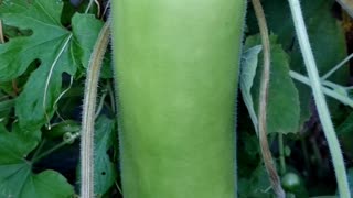 Harvesting Wintry Bottle Gourd