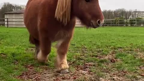 Little pony