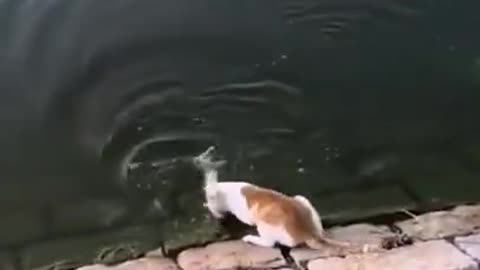 Lovely & Funny Cats. cat catching fish.