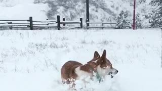 Corgi running through snow with brown dog