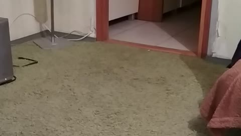 The cat gets scared and runs away