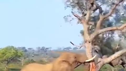 Elephant knocks down tree #wildlife #shorts #nature